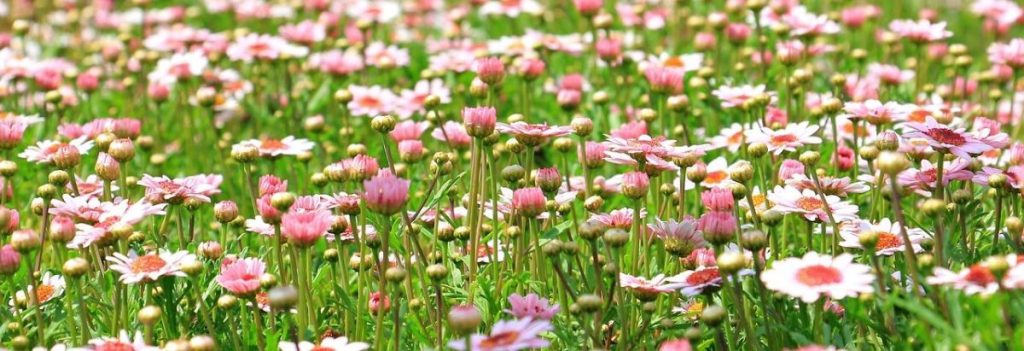 Verschillende bodembedekkers voor tuinlandscaping met schors, aarde en zand materialen