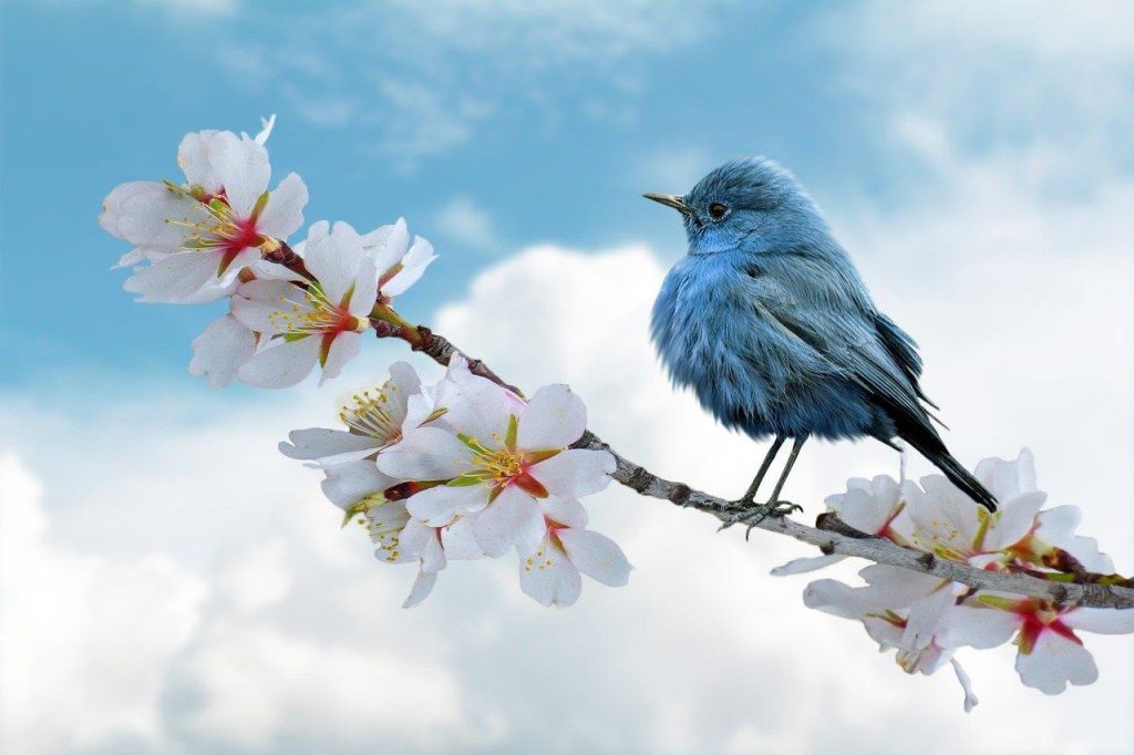 Decoratieve vogelhuisjes transformeren de tuinervaring door vogels aan te trekken en een veilig broedplaats te bieden
