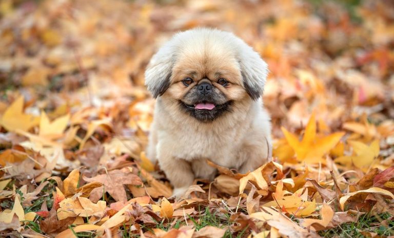 Home Collectie seizoensgebonden halsbanden met kerst-, zomer- en halloweenthema's voor honden