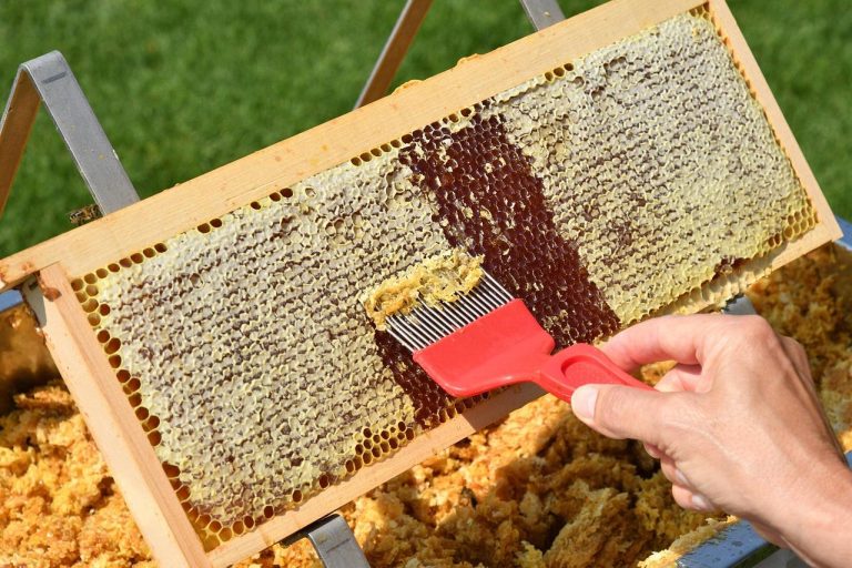 Home Visuele vergelijking van rauwe honing versus bewerkte honing met duidelijke verschillen in kleur en helderheid